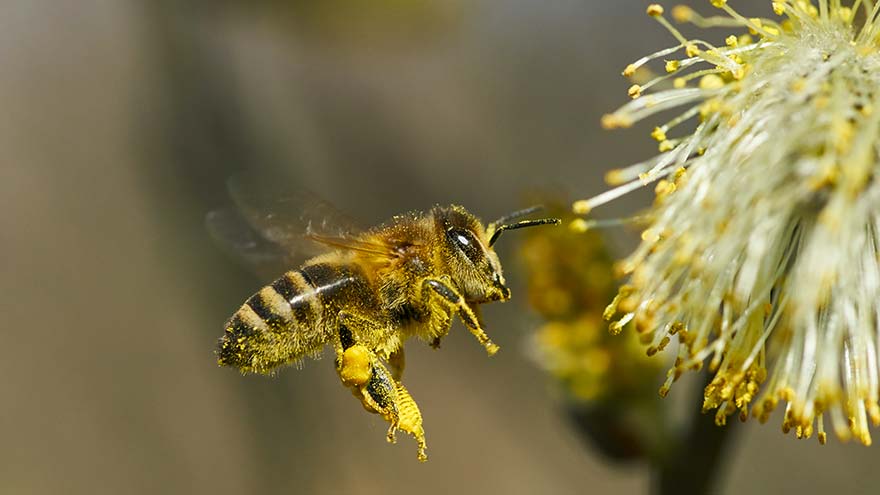 Abeille avec du pollen