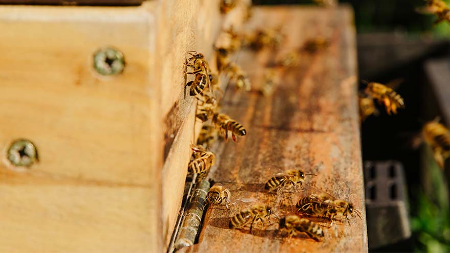 Apiculture