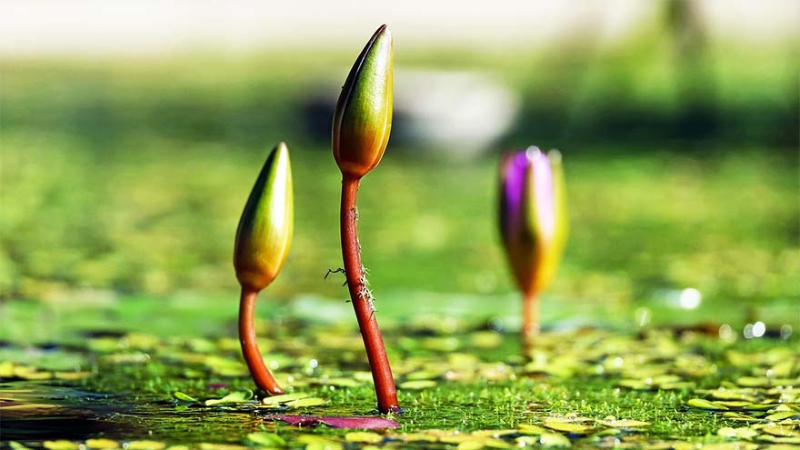 Articles Connaissance de la nature